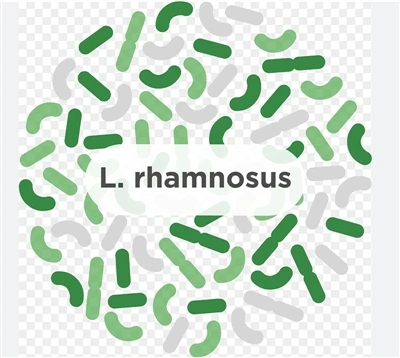 Lactobacillus rhamnosuksen rooli