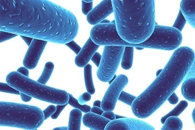 Mitä hyötyä Lactobacillus plantarumista on ihmiskeholle?